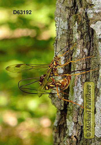 Long-tailed Giant Ichneumon (Megarhyssa macrurus)